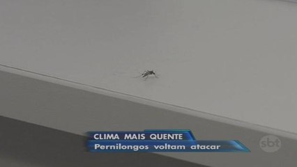 Clima quente traz de volta o incômodo dos pernilongos