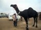 Citizen Sacrificed Black Camel on Eid-ul-Adha