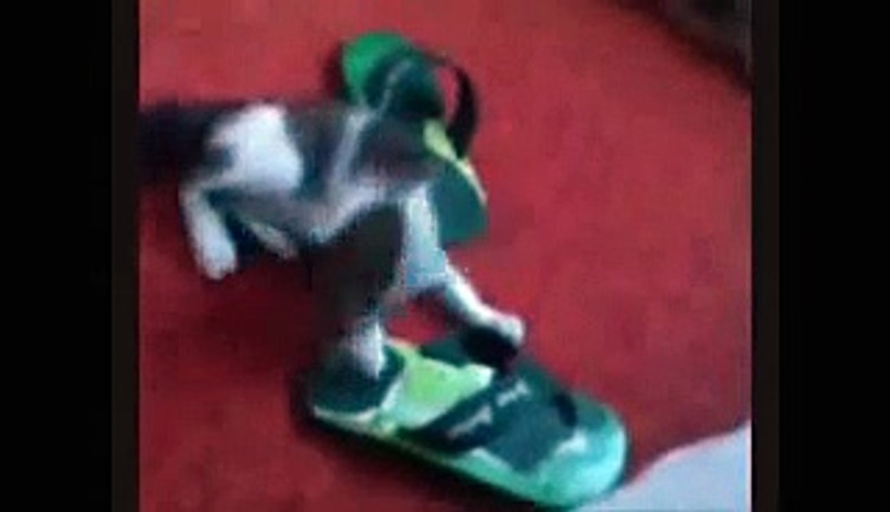 Funny Cats Funny Cat Videos Best Funny Videos 2015 Funny Videos Compilation