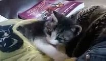 Funny Videos 2015 - Funny Cats Video - Funny Cat Videos Ever - Funny Animals Funny Fails 2015