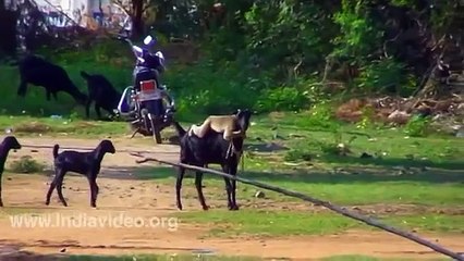 Monkey riding a Goat - Funny animal videos