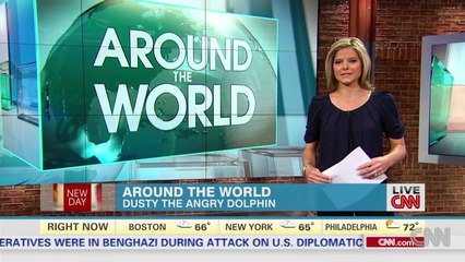 Angry dolphin caught attacking people