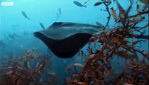 Dusky Dolphins and Bull Sperm Whales - Benedict Cumberbatch narrates South Pacific - BBC
