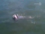 Mother Dolphin Carries Dead Baby Calf For Days