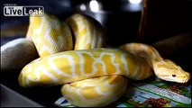 **Albino Burmese-Python VS Rat**   [High Quality]