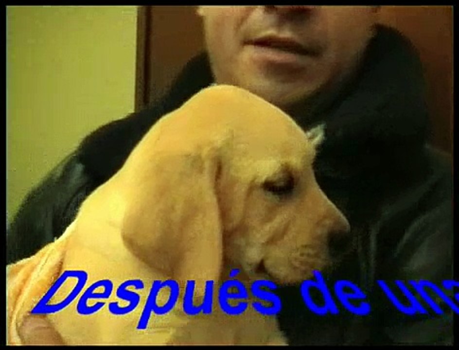 SONY llegó !!! (Labrador - Obediencia)