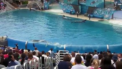 SeaWorld's Killer Whale's Splashing Visitors (in HD)
