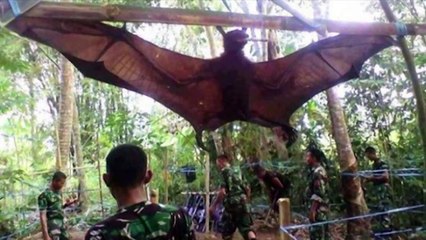 GIANT BAT CAPTURED, WHAT IS IT