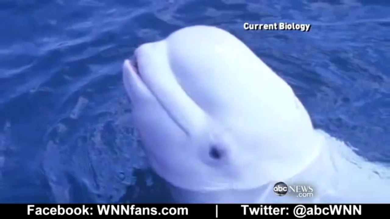 Beluga Whale Speaks Like a Human - Mimics Human Speech