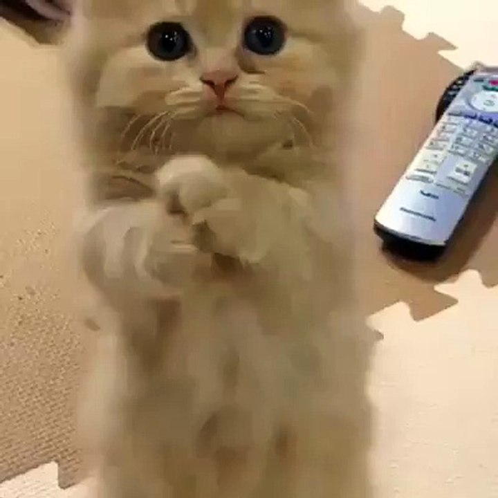 The extremely cute kitty