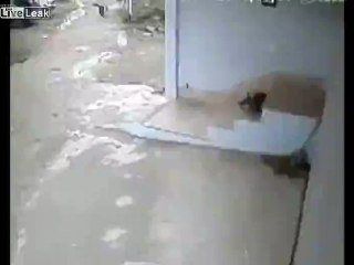 Thief on scooter steals dog in front of other's house