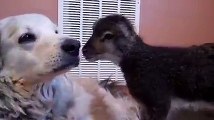Little Lamb and The Dogs Lovely Friendship