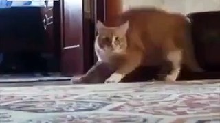 Another Not So Cute Cat Video