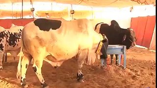 Arnold Bull In Karachi Cattle Market - Bakra Eid Videos