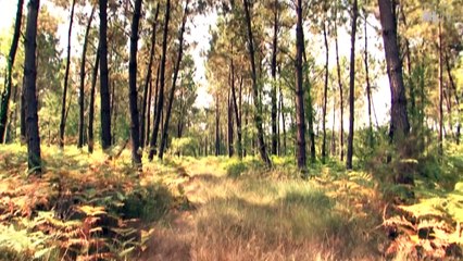 98e Assemblée générale du Syndicat des sylviculteurs du Sud-Ouest