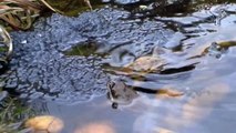 Panasonic HM-TA1 Test - Common Frogs Spawning