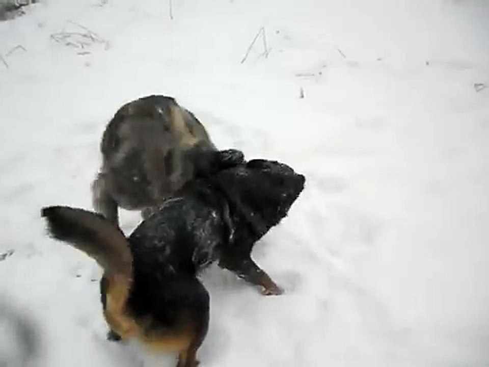Zengi & Zvjerka Play.avi