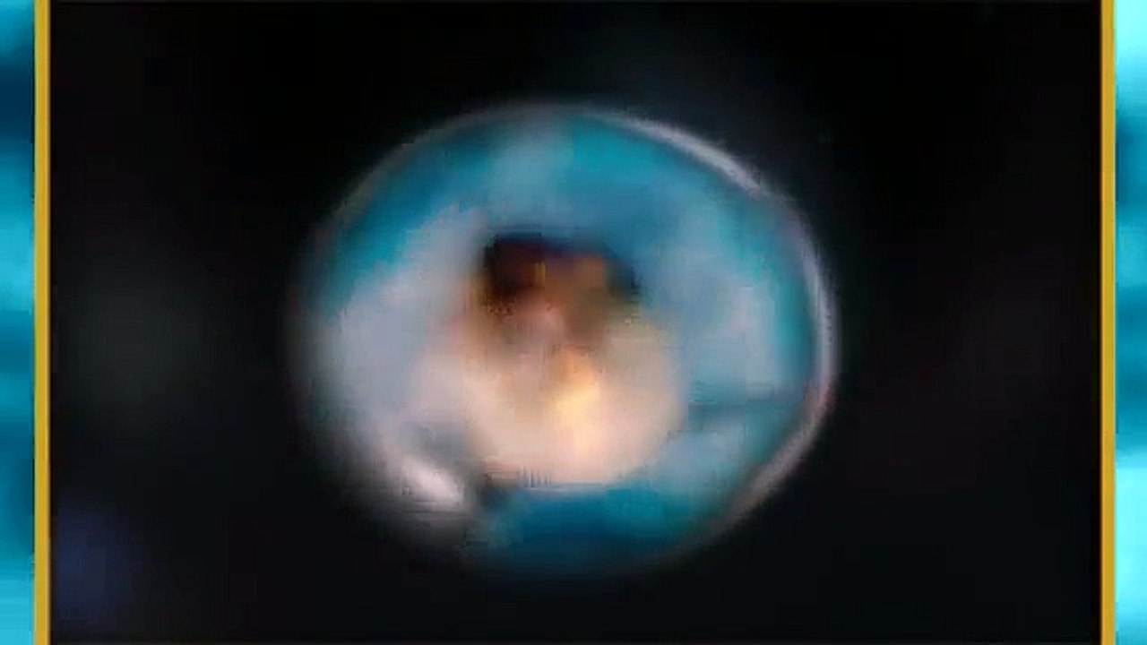 Dolphin Bubbles_ An Amazing Behavior _ SeaWorld® Orlando Dolphin Cove®