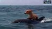 Dolphins Help Save Dog from Drowning!