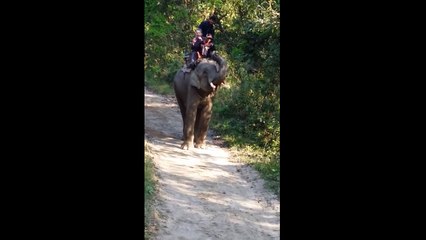 Considerate elephant helps to pick up man's hat and coat