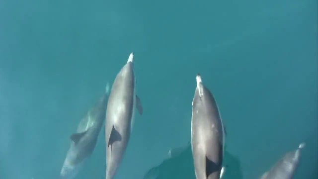 Dolphins jumping and playing in front of the boat.