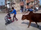 Ha Ha Ha - Bike Stunt fails - Pride of Cows appeared