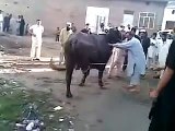 Bakra Eid 2015 - My Cow Run during Qurbani