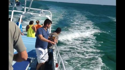 Dolphins Playing in the Waves