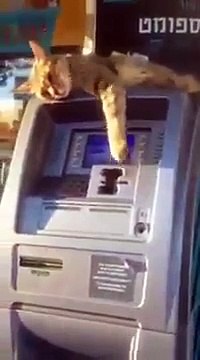Un chat embaucher par une banque pour proteger son Distributeur de Billets