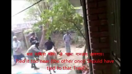 Cow runs away before Qurbani -Eid ul Adha 2015