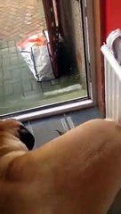 Everybody needs a dog like this.