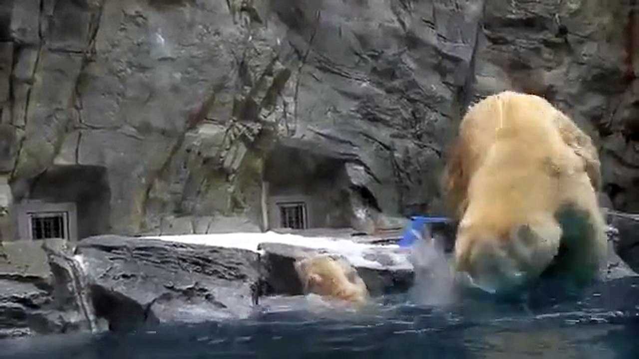 Maman ourse à la rescousse
