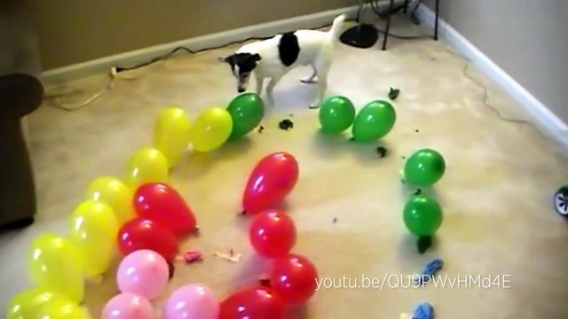 Des animaux + des ballons = une vidéo adorable