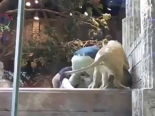 Leona evita que león se coma a cuidador del zoo