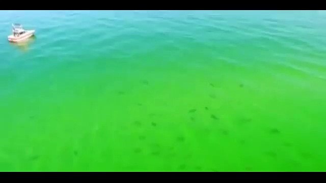 Un énorme banc de requin filmé en Floride