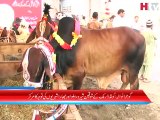 Gujranwala Meweshi Mandi News - HTV