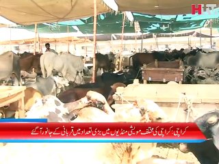 Karachi Maweshi Mandi News Report -HTV