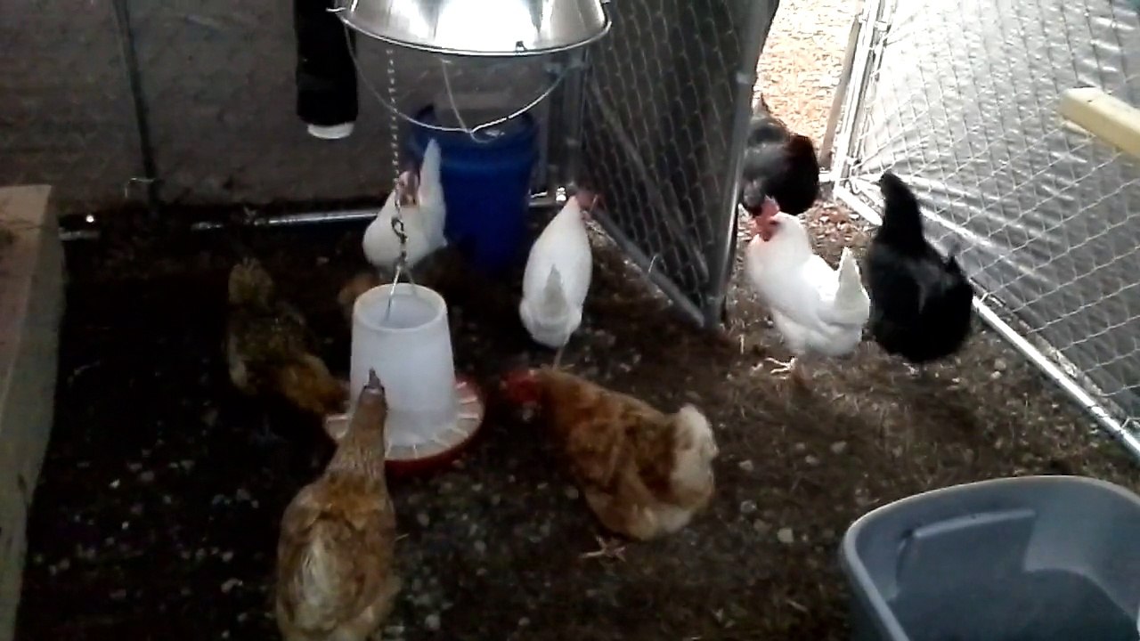 feeding the ladies breakfast