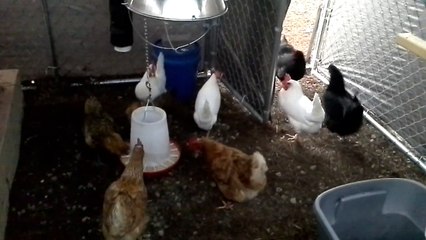 feeding the ladies breakfast