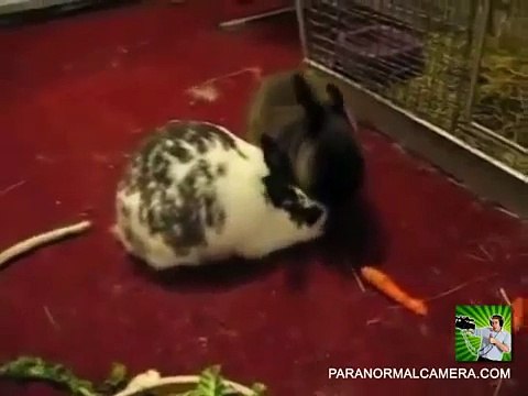 Real alien caught on tape? An alien or what? Ufo sightings and aliens videos on Paranormal