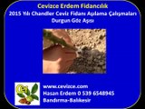 Ceviz-Fidanı-Aşılama-Chandler