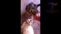 Cute cats feel jealous - Funny jealous cats compilation