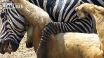 Zebra Escapes From Lion Deadly neckbite.