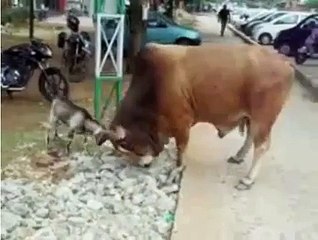 Brave Goat Wrestles Giant Bull
