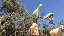 Goats climbing argan trees morocco