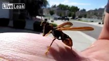 Ready for my close up! Mantidfly enjoys eating a fly