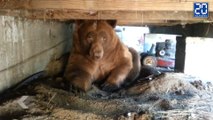 Il trouve un ours sous sa maison ! - Le rewind du mercredi 23 septembre.