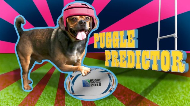 Australia v Fiji: Rugby World Cup 2015 - Puggle Predictor