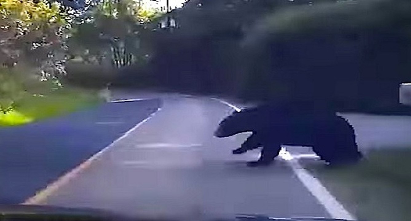 Un ours coupe la route d'une voiture