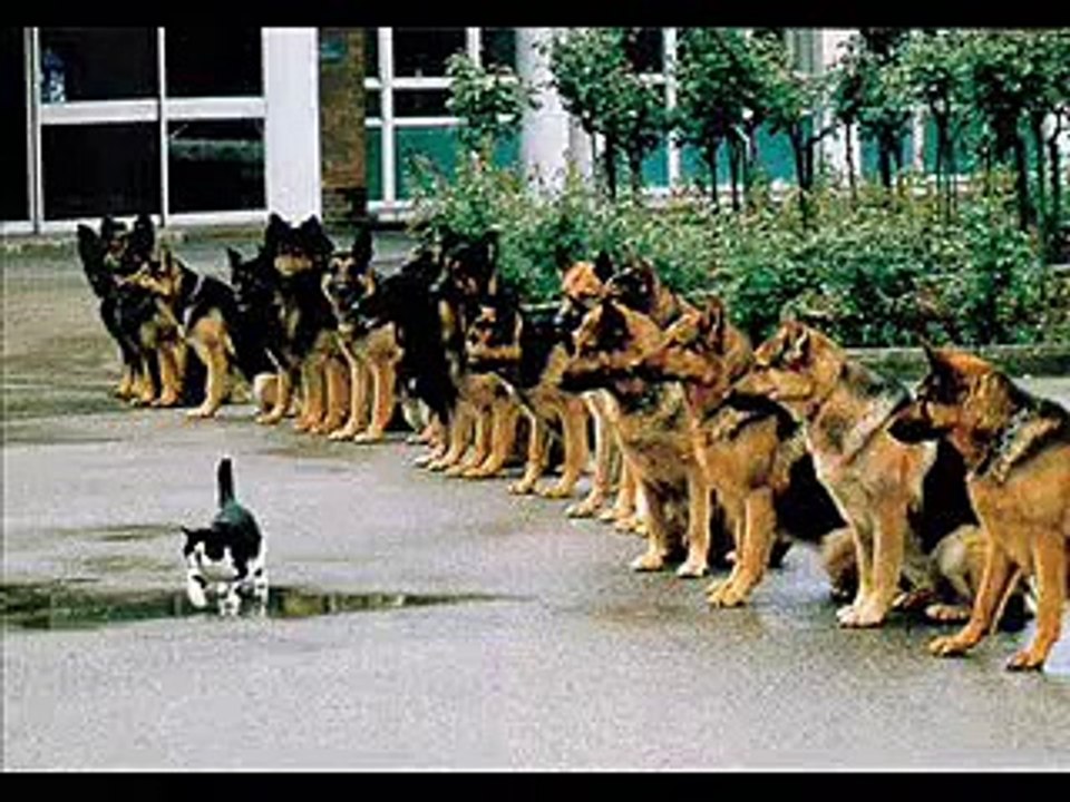 Very Funny Dogs
